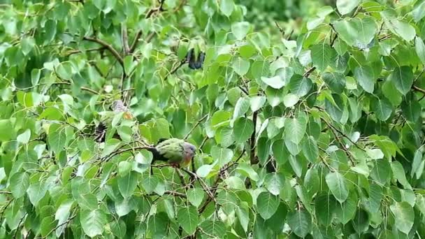 Flock Orange Breasted Green Pigeon Birds Preening Bodhi Tree Bathing — 图库视频影像