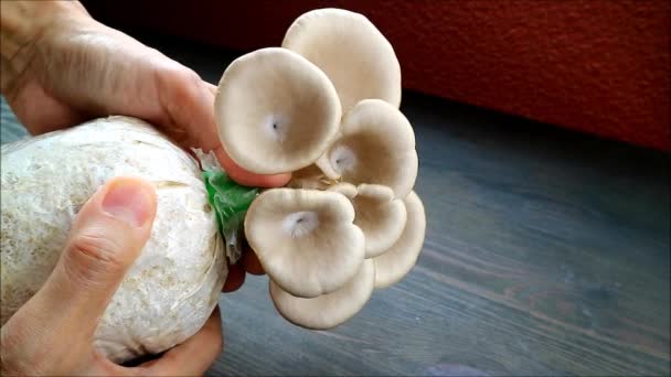 Footage Hand Harvesting Gray Oyster Mushrooms Hiratake Grown Houseplant — 图库视频影像