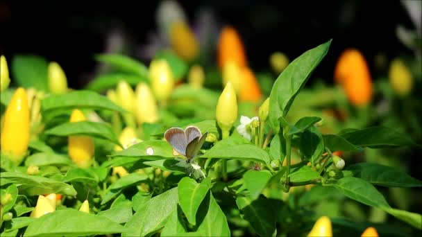 Footage Tiny Butterfly Collecting Nectar Yellow Cascabella Chili Peppers Flower — Stockvideo