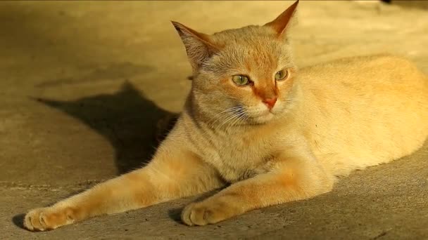 Footage Beautiful Cat Relaxing Cozy Sunlight — 图库视频影像