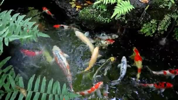 鯉池で泳ぐ美しいアミュール鯉の群れの映像 — ストック動画