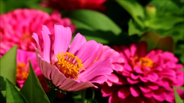 Footage Stunning Hot Pink Zinnia Blossoming Sun — 图库视频影像