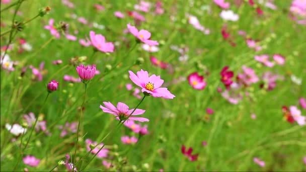 Footage Gorgeous Cosmos Flowers Blossoming Field — Video