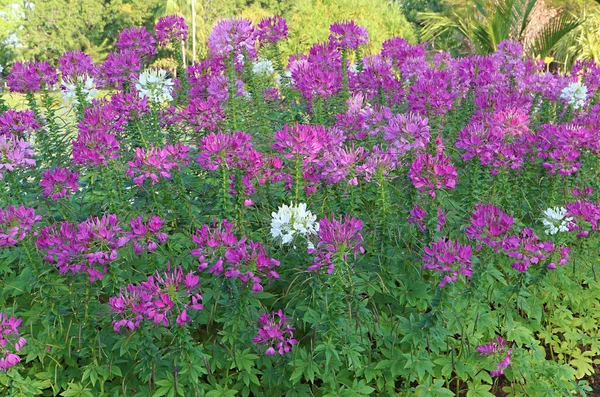 Eye Catching Purple Pink Cleome Spinosa or Spiny Spider Flowers Blossoming in the Garden