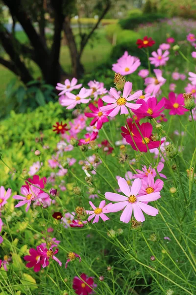 Amazing Various Shades of Pink Garden Cosmos Flowers Blossoming in the Field
