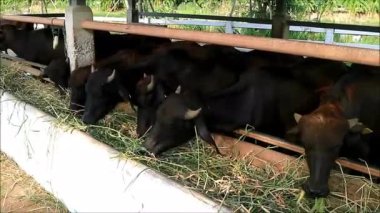Footage of Gang of Murrah Buffaloes Enjoy Eating Grass in a Dairy Farm