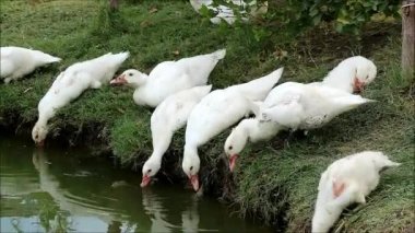 Footage of Flock of White Muscovy Ducks or Cairina Moschata Domestica Drinking Water from a Pond