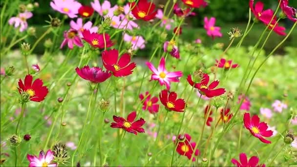 Filmagem Vários Tons Rosa Jardim Cosmos Flores Campo Com Enxame — Vídeo de Stock