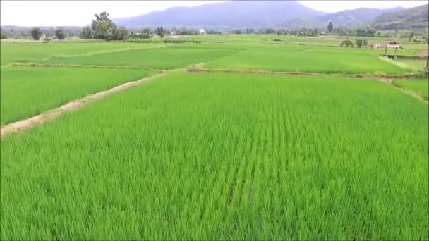 Kuzey Tayland Büyüyen Pirinç Bitkileriyle Dolu Canlı Yeşil Çeltik Tarlasının — Stok video