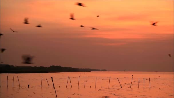 Nagranie Flock Seagulls Lecących Nad Spokojnym Morzem Świcie — Wideo stockowe