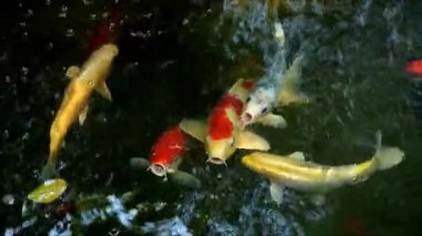 Footage of a School of Stunning Amur Carp Swimming Happily in a Koi Pond