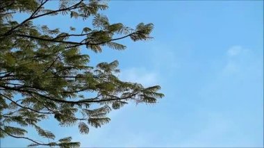 Güneşli mavi gökyüzüne karşı yeşil yaprakların görüntüsü
