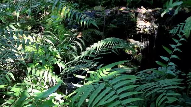 Footage Green Ferns Sunlight Cascading Waterfalls Backdrop — 图库视频影像