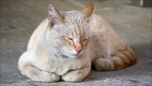 Footage Adorable Cat Napping Cozy Patio — 图库视频影像