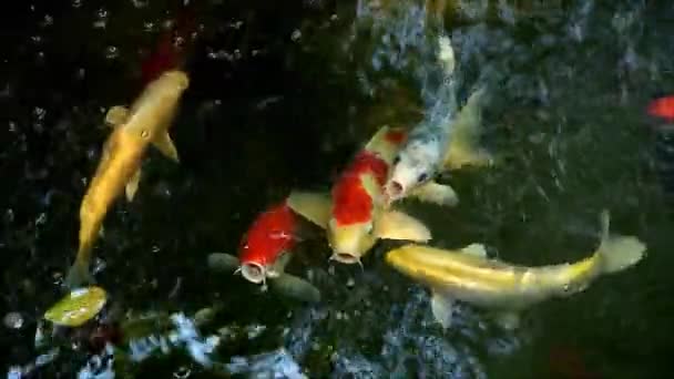 Footage School Stunning Amur Carp Swimming Happily Koi Pond — Stock Video