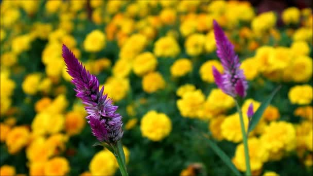 Arkaplanda Bulanık Marigold Alanı Ile Cock Tarak Çiçeklerinin Canlı Görüntüsü — Stok video