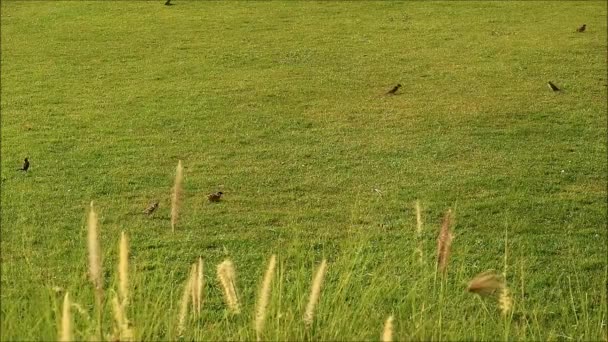 阳光草场内大量树麻雀的摄像 — 图库视频影像
