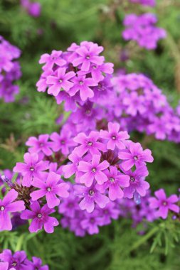 Closeup of Bunches of Gorgeous Verbena Rigida Flowers Blossoming in the Garden