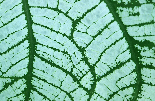 Closeup the Artistic Pattern of white and Green Angel Wings Caladium Leaf