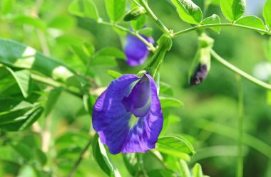 Closeup of a Stunning Butterfly Pea or Aparajita Flower with Buds Blossoming in the Sunlight