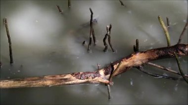 Çamurlu suyun üzerinde yükselen mangrov ağacı hava köklerinin görüntüsü.