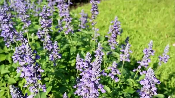 Filmagem Lindas Lavandarias Florescentes Com Enxame Abelhas Coletando Néctar — Vídeo de Stock