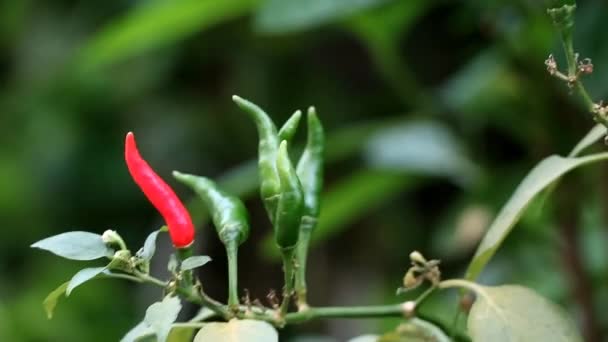 Filmklipp Röda Och Gröna Fågelögon Chilis Eller Thailändska Chilipeppar Mognar — Stockvideo