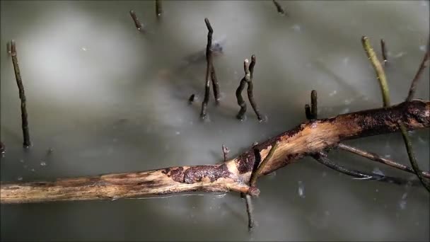 Aufnahmen Von Mangrovenbaumwurzeln Die Über Schlammigem Wasser Nach Oben Wachsen — Stockvideo