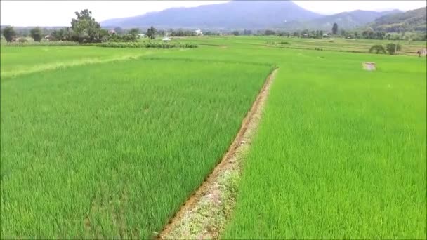 Film Levande Grönt Paddyfält Med Växande Risplantor Norra Thailand Med — Stockvideo