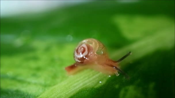 Πλάνα Από Ένα Μικρό Σαλιγκάρι Σέρνεται Στο Πράσινο Φύλλο — Αρχείο Βίντεο