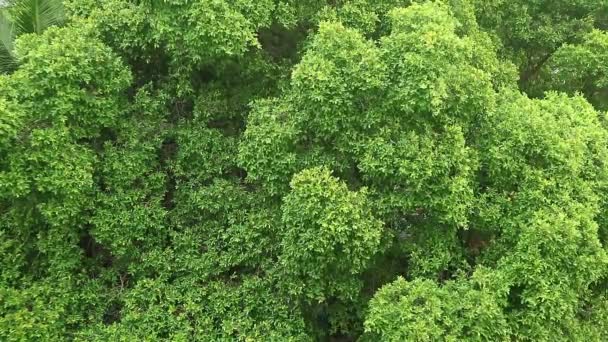 Filmación Follaje Verde Vibrante Lluvia Ligera — Vídeo de stock
