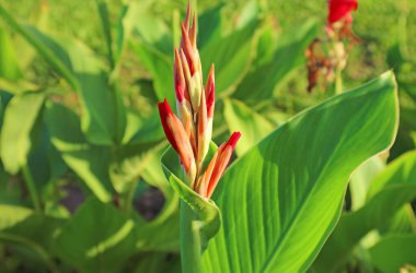 Canna Lily Çiçek Tomurcukları Güneş Işığında Büyüyor