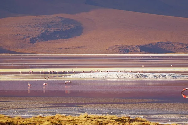 Vista Panorâmica Incrível Laguna Colorada Lagoa Vermelha Com Rebanho Flamingos — Fotografia de Stock