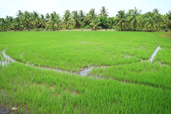 Olgunlaşmamış Pirinç Bitkileriyle Dolu Canlı Yeşil Çeltik Tarlası — Stok fotoğraf