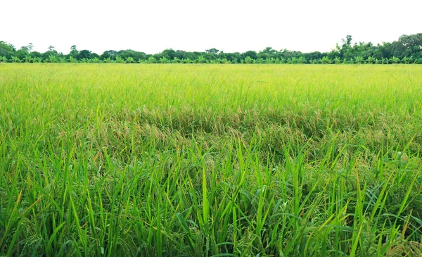 Olgunlaşmış Pirinç Bitkileriyle Canlı Yeşil Çeltik Tarlası Neredeyse Hasat Ediliyor — Stok fotoğraf