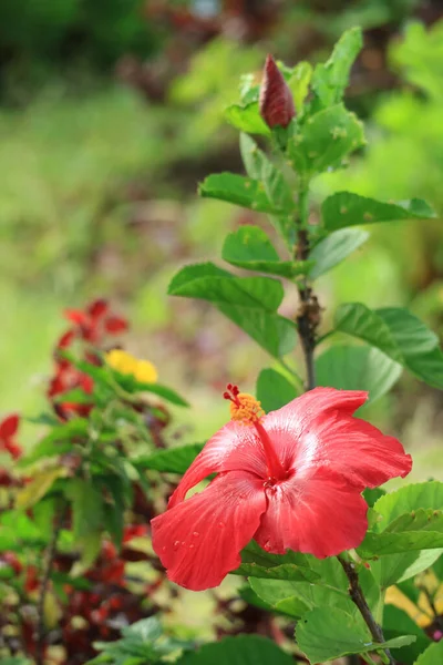 Closeup Gorgeous Red Hibiscus Flower Water Droplets Rain — Stock Photo, Image