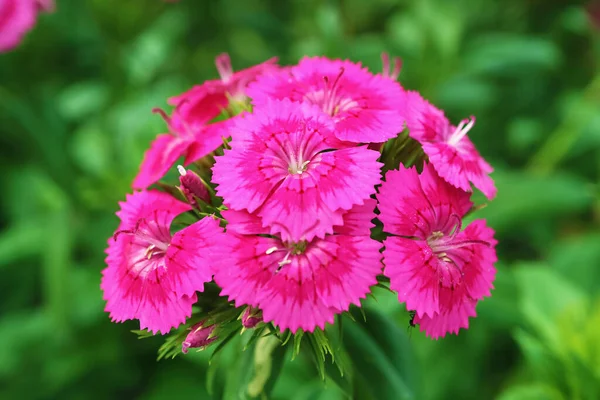 stock image Closeup of Bunch of Gorgeous Dianthus Seguieri or Sequier's Pink Flowers Blossoming in the Sunlight