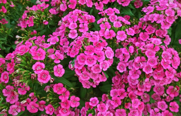 Bunches of Eye Catching Blossoming Dianthus Seguieri or Sequier's Pink Flowers