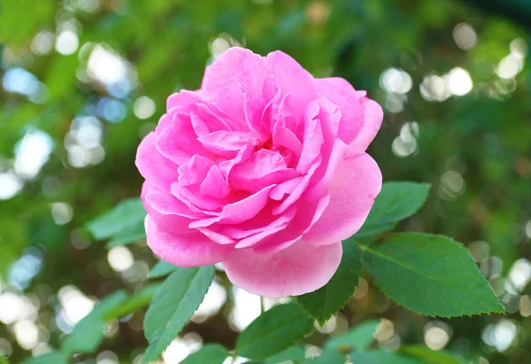 Κλείσιμο Ενός Υπέροχου Ροζ Carefree Wonder Rose Blossoming Στον Κήπο — Φωτογραφία Αρχείου