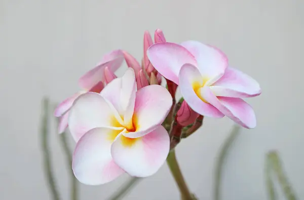 Closeup Gorgeous Pink Plumeria Frangipani Flowers — Stock Photo, Image