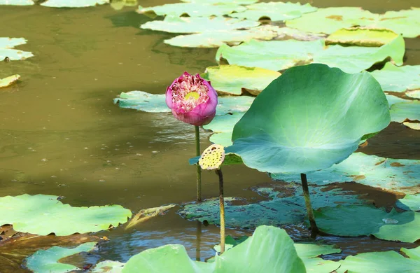 Full Bloomed Lotus Flower with an Opened Seed Pot in the Pond