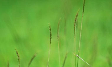 Tarladaki yeşil kır çiçeklerinin yakınına.