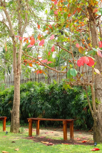 Banco Madeira Sob Árvores Tropicais Amêndoa — Fotografia de Stock