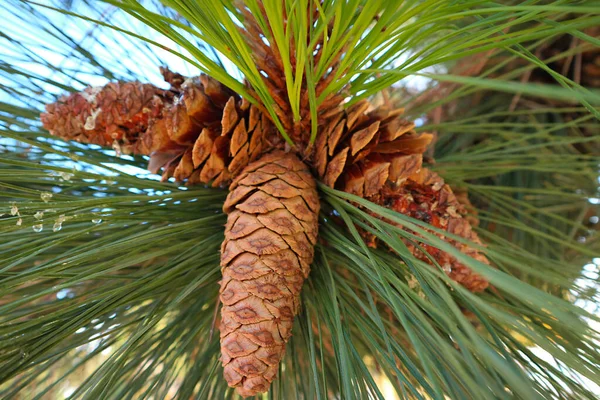 Closeup of dry pine cones on the tree among green pine needles
