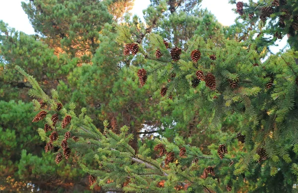 Large Group Dry Pine Cones Pine Tree Autumn Patagonia Argentina — Stock Photo, Image
