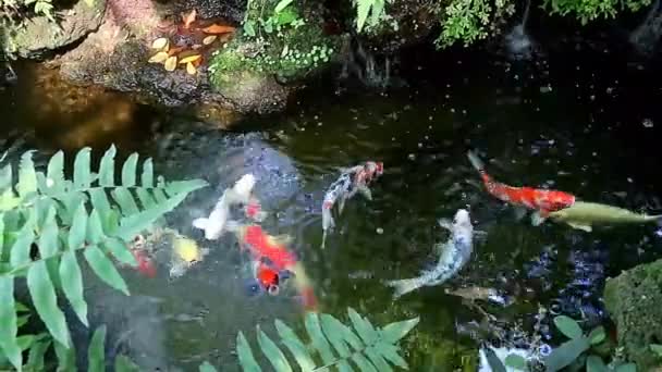 Escuela Increíble Amur Carpa Nadar Felizmente Koi Pond Filmación — Vídeos de Stock