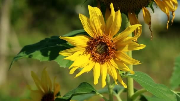Filmagem Girassol Florescente Com Grande Enxame Abelhas Mel Coletando Néctar — Vídeo de Stock