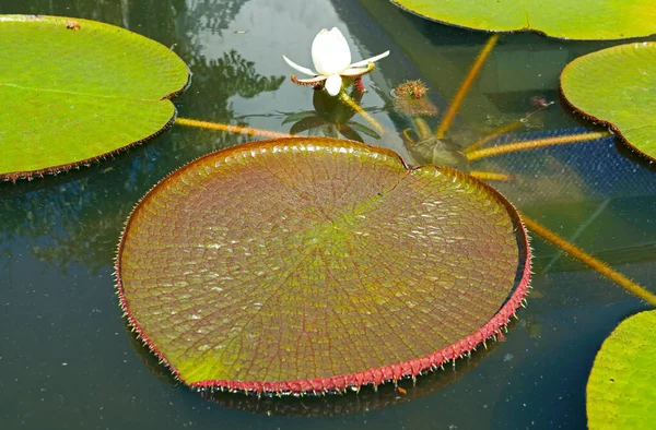 Szív Alakú Nagy Víz Lily Párnák Victoria Amazonica Egy Tóban — Stock Fotó