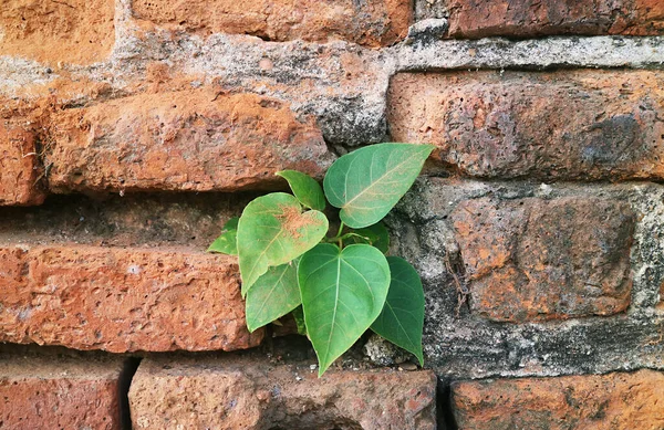 stock image Small Bodhi Tree Growing on the Historic Brick Wall of Archaeology Site in Ayutthaya, Thailand