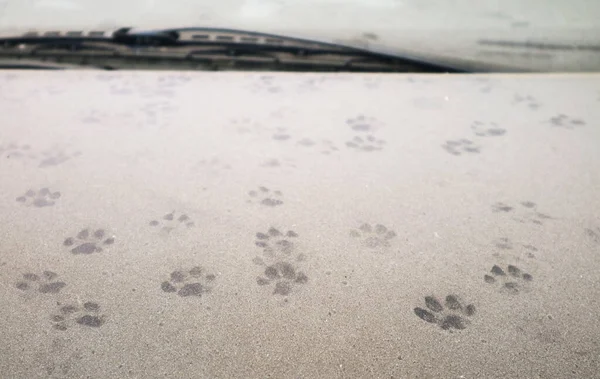 Uncountable Cat Footprints Dust Covered Car Bonnet — Stock Photo, Image